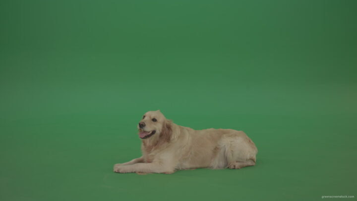 vj video background Golden-Retriever-Gun-Dog-Bird-Dog-lying-green-floor-isolated-on-green-screen_003