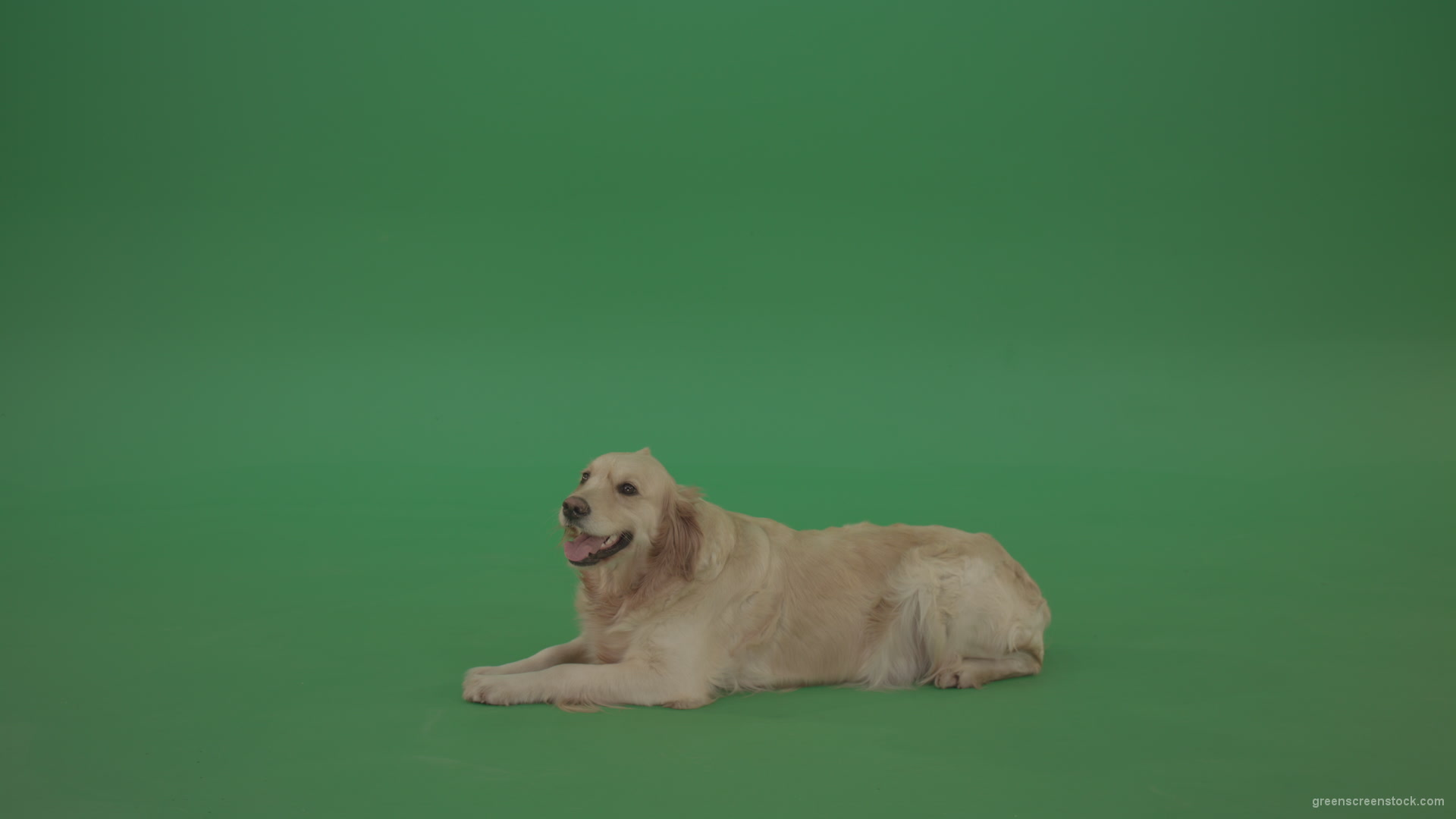 Golden-Retriever-Gun-Dog-Bird-Dog-lying-green-floor-isolated-on-green-screen_004 Green Screen Stock