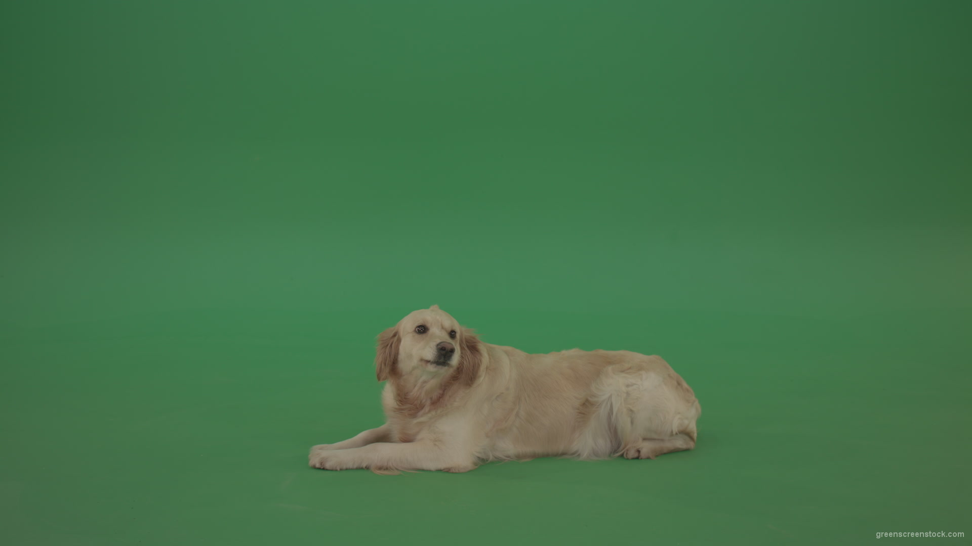 Golden-Retriever-Gun-Dog-Bird-Dog-lying-green-floor-isolated-on-green-screen_006 Green Screen Stock