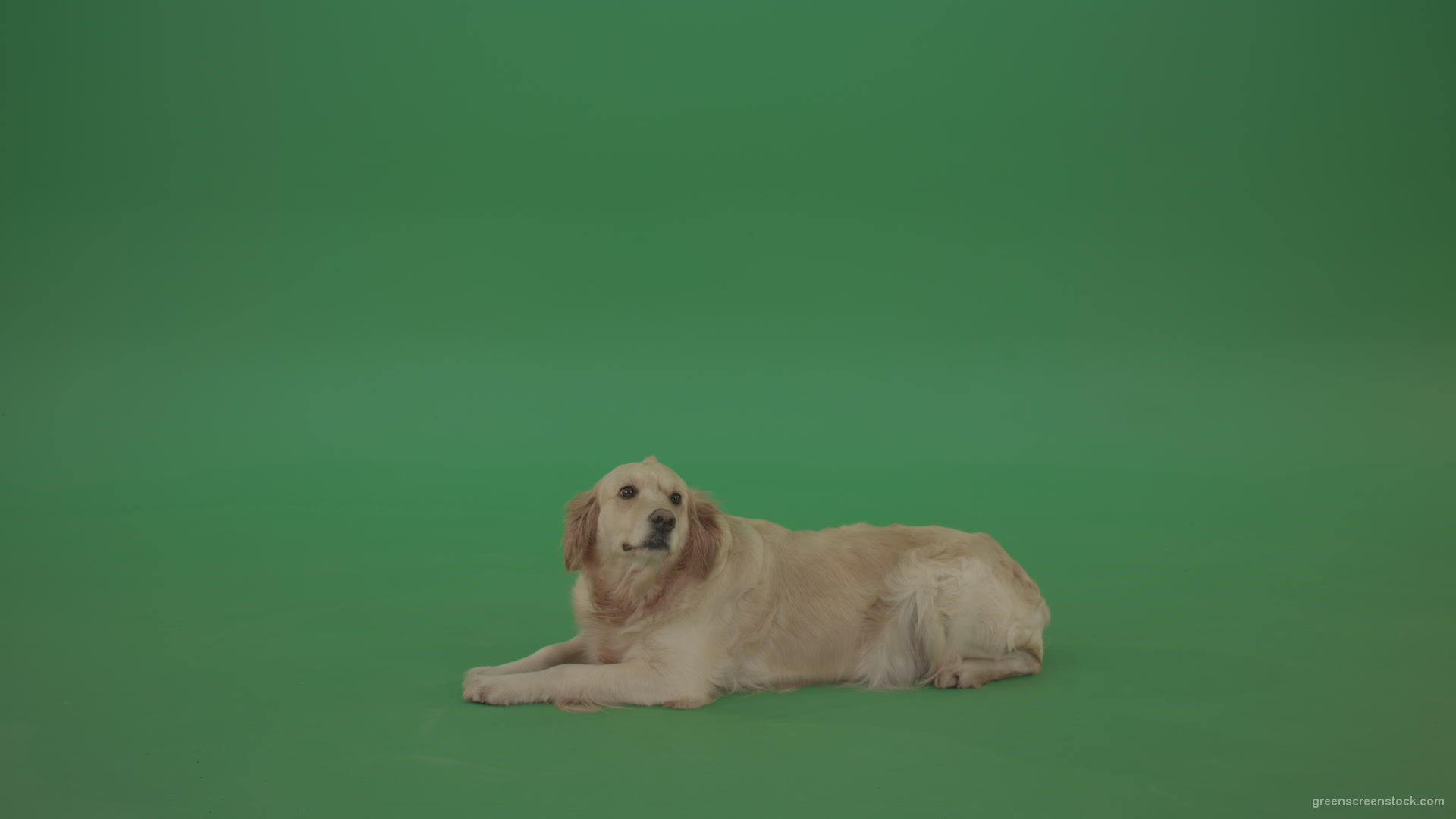 Golden-Retriever-Gun-Dog-Bird-Dog-lying-green-floor-isolated-on-green-screen_007 Green Screen Stock
