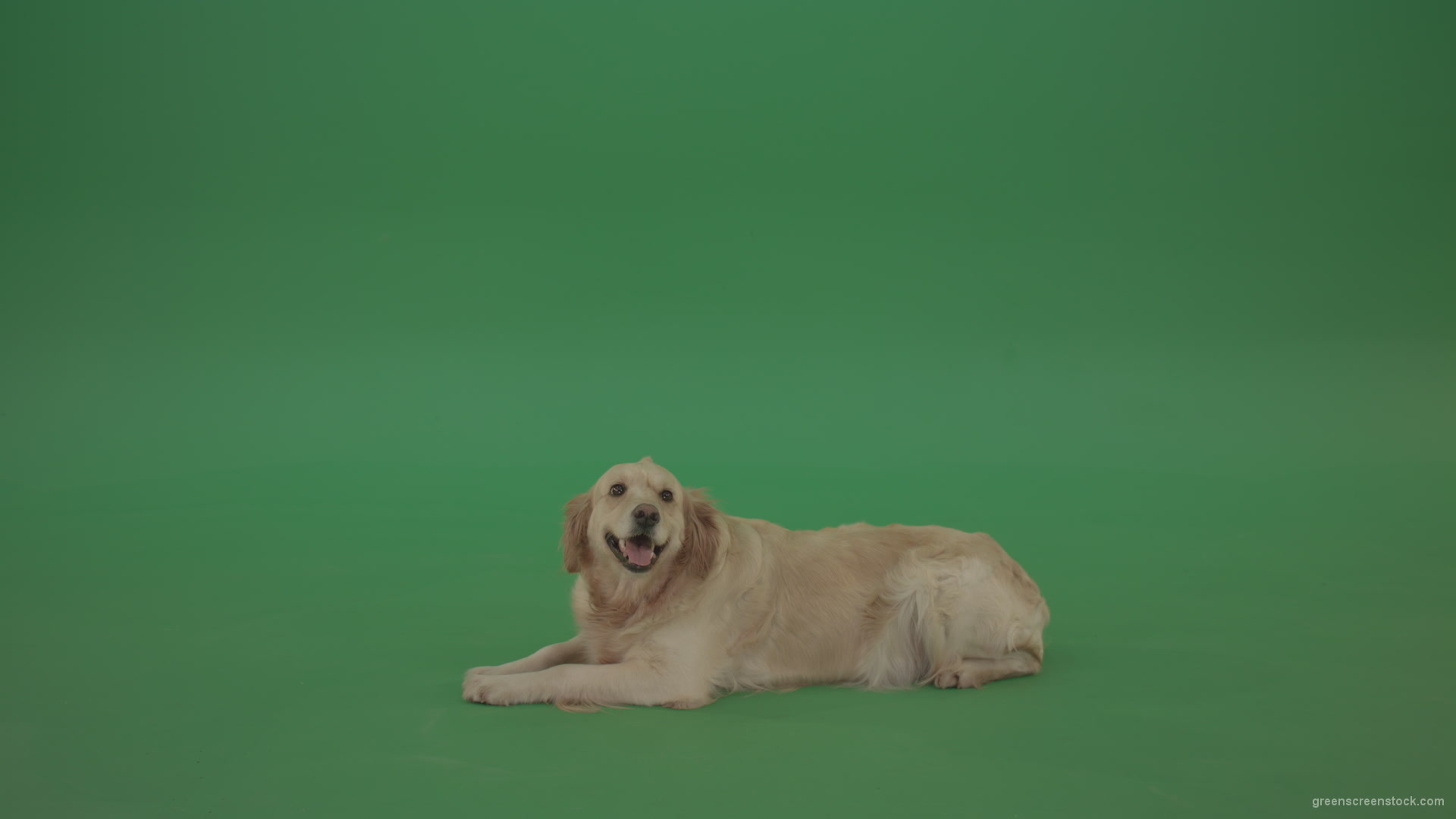 Golden-Retriever-Gun-Dog-Bird-Dog-lying-green-floor-isolated-on-green-screen_009 Green Screen Stock