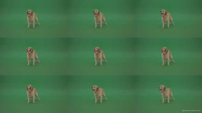 Golden-Retriever-Gun-Dog-Bird-Dog-stand-isolated-in-green-screen-studio Green Screen Stock