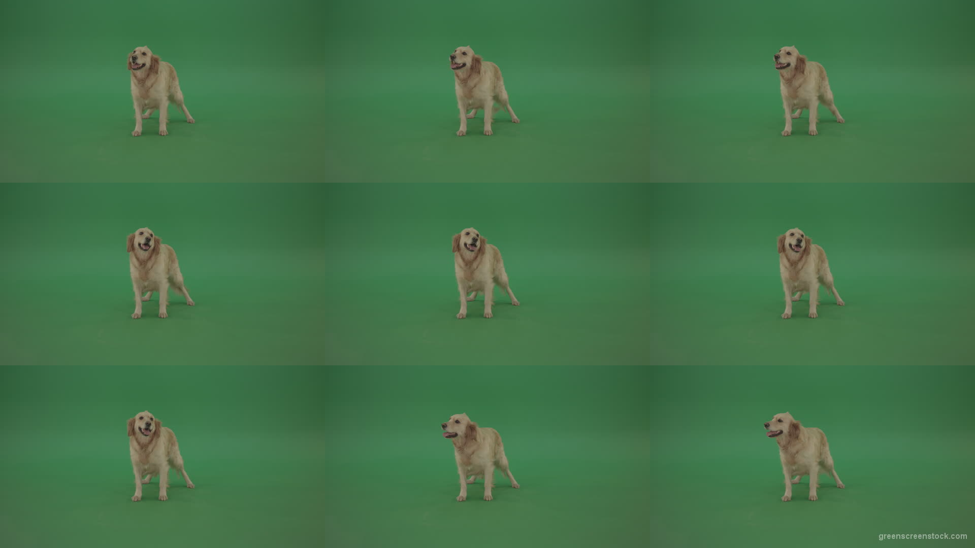 Golden-Retriever-Gun-Dog-Bird-Dog-stand-isolated-in-green-screen-studio Green Screen Stock