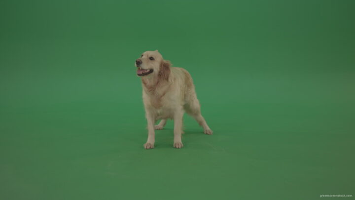 vj video background Golden-Retriever-Gun-Dog-Bird-Dog-stand-isolated-in-green-screen-studio_003