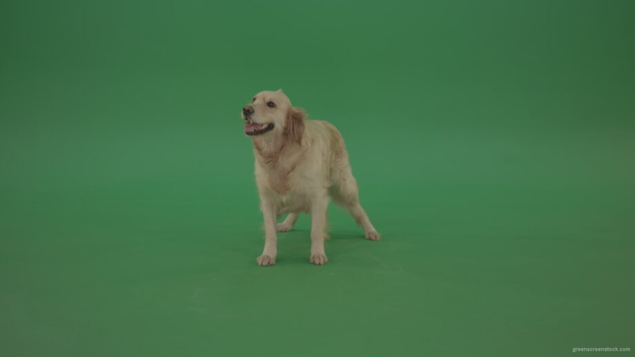 vj video background Golden-Retriever-Gun-Dog-Bird-Dog-stand-isolated-in-green-screen-studio_003