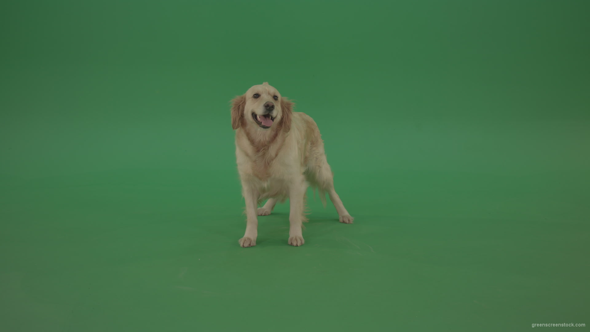 Golden-Retriever-Gun-Dog-Bird-Dog-stand-isolated-in-green-screen-studio_007 Green Screen Stock