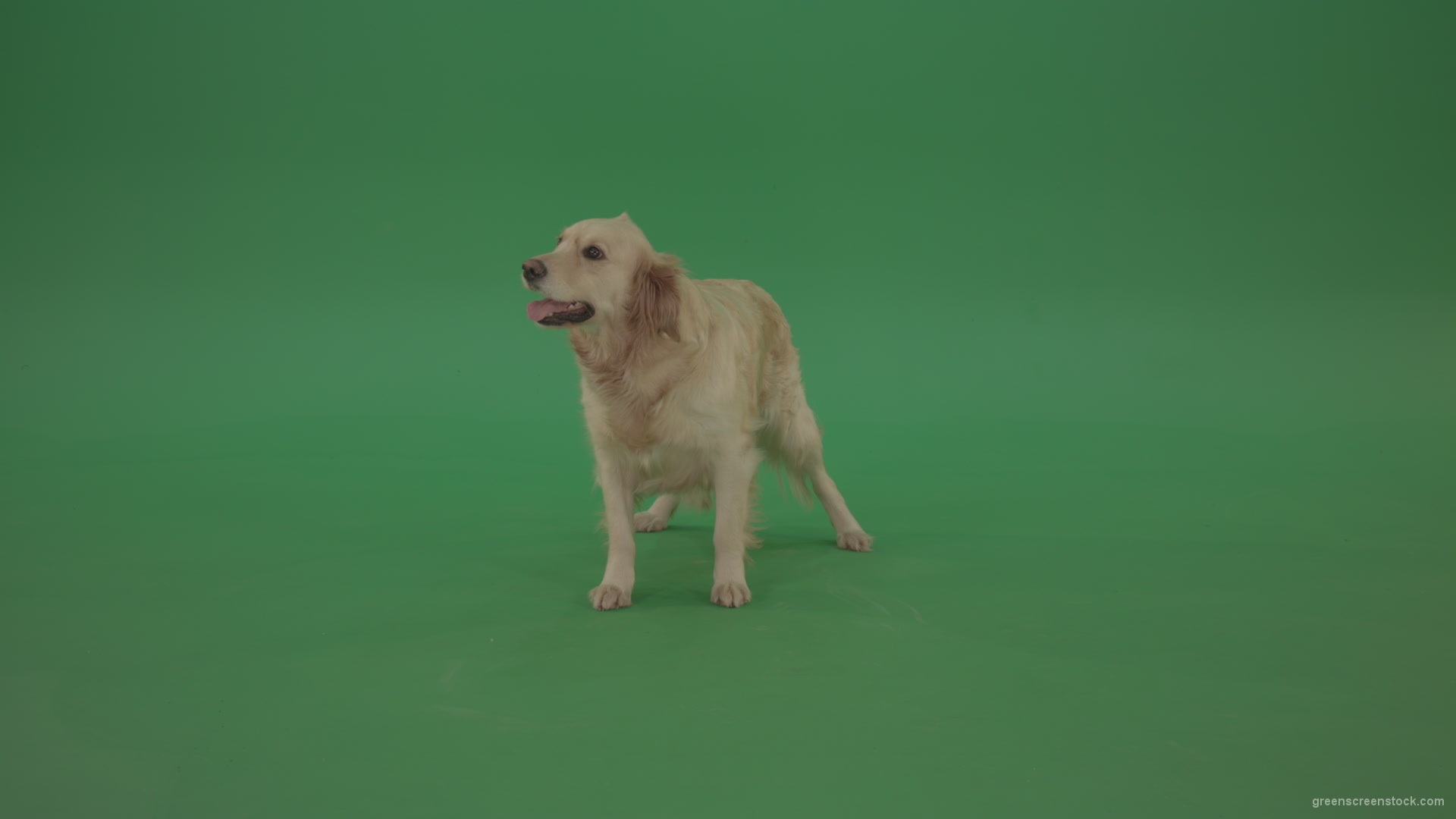 Golden-Retriever-Gun-Dog-Bird-Dog-stand-isolated-in-green-screen-studio_008 Green Screen Stock