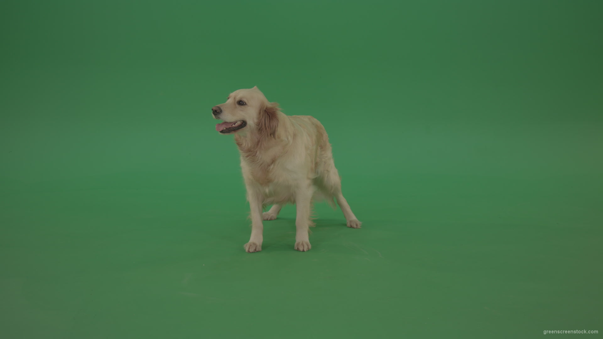 Golden-Retriever-Gun-Dog-Bird-Dog-stand-isolated-in-green-screen-studio_009 Green Screen Stock