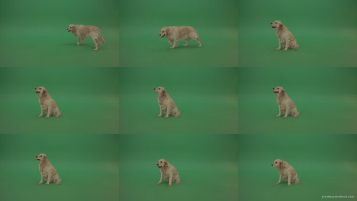 Golden-Retriever-Gun-Dog-sittin-and-eat-isolated-on-green-screen-4K-video-footage Green Screen Stock