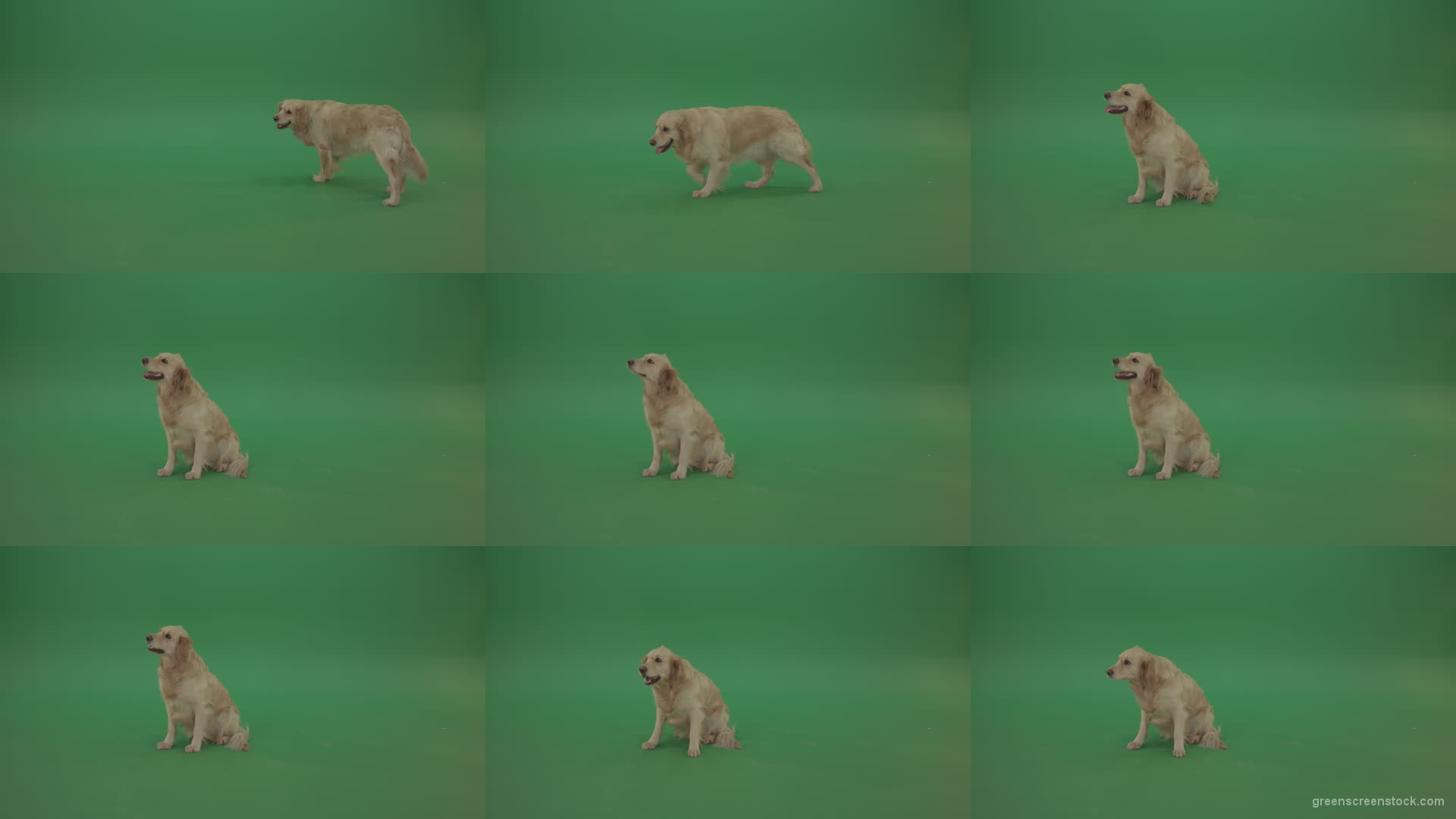 Golden-Retriever-Gun-Dog-sittin-and-eat-isolated-on-green-screen-4K-video-footage Green Screen Stock
