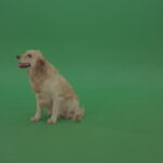 vj video background Golden-Retriever-Gun-Dog-sittin-and-eat-isolated-on-green-screen-4K-video-footage_003