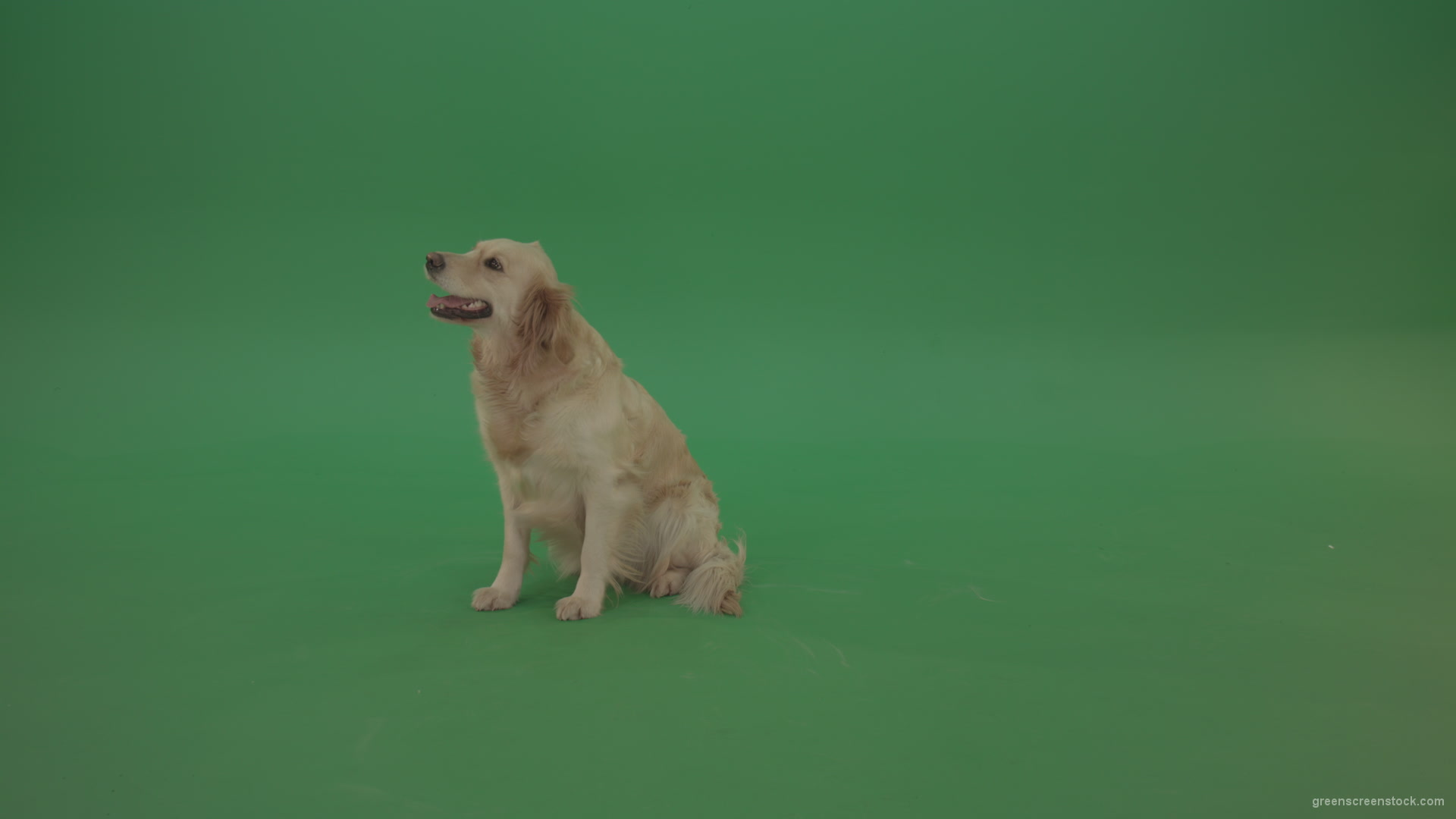 Golden-Retriever-Gun-Dog-sittin-and-eat-isolated-on-green-screen-4K-video-footage_004 Green Screen Stock