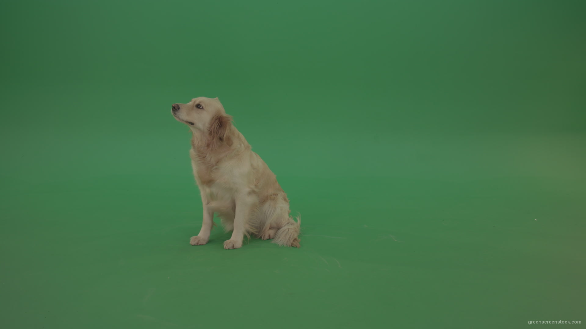 Golden-Retriever-Gun-Dog-sittin-and-eat-isolated-on-green-screen-4K-video-footage_005 Green Screen Stock