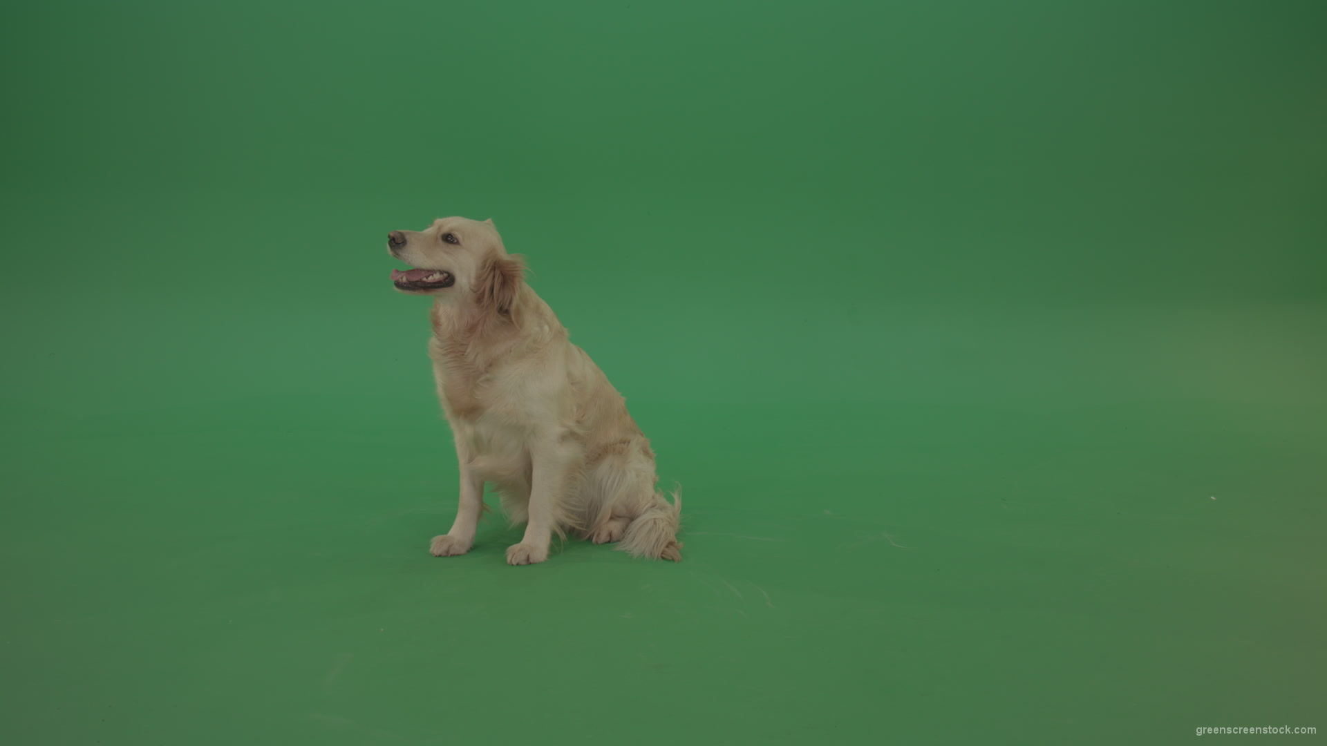 Golden-Retriever-Gun-Dog-sittin-and-eat-isolated-on-green-screen-4K-video-footage_006 Green Screen Stock