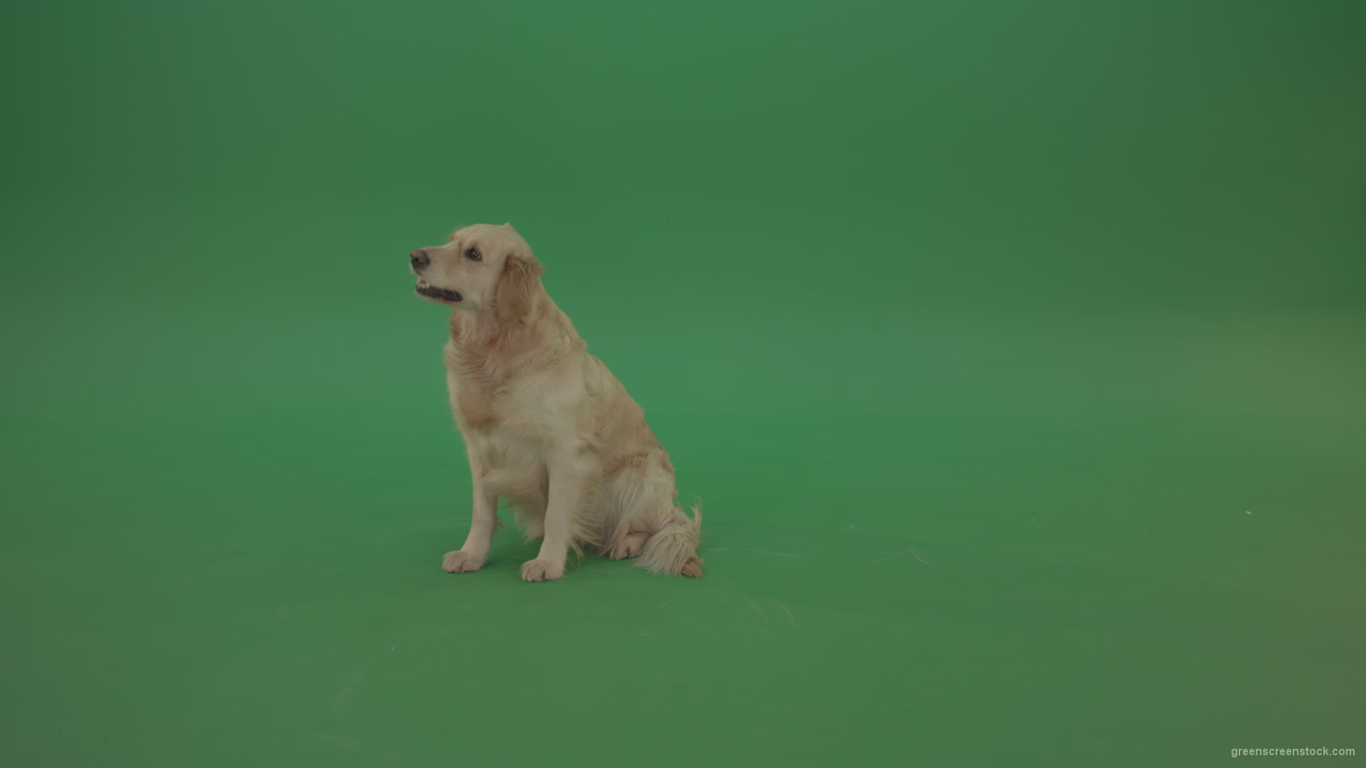 Golden-Retriever-Gun-Dog-sittin-and-eat-isolated-on-green-screen-4K-video-footage_007 Green Screen Stock