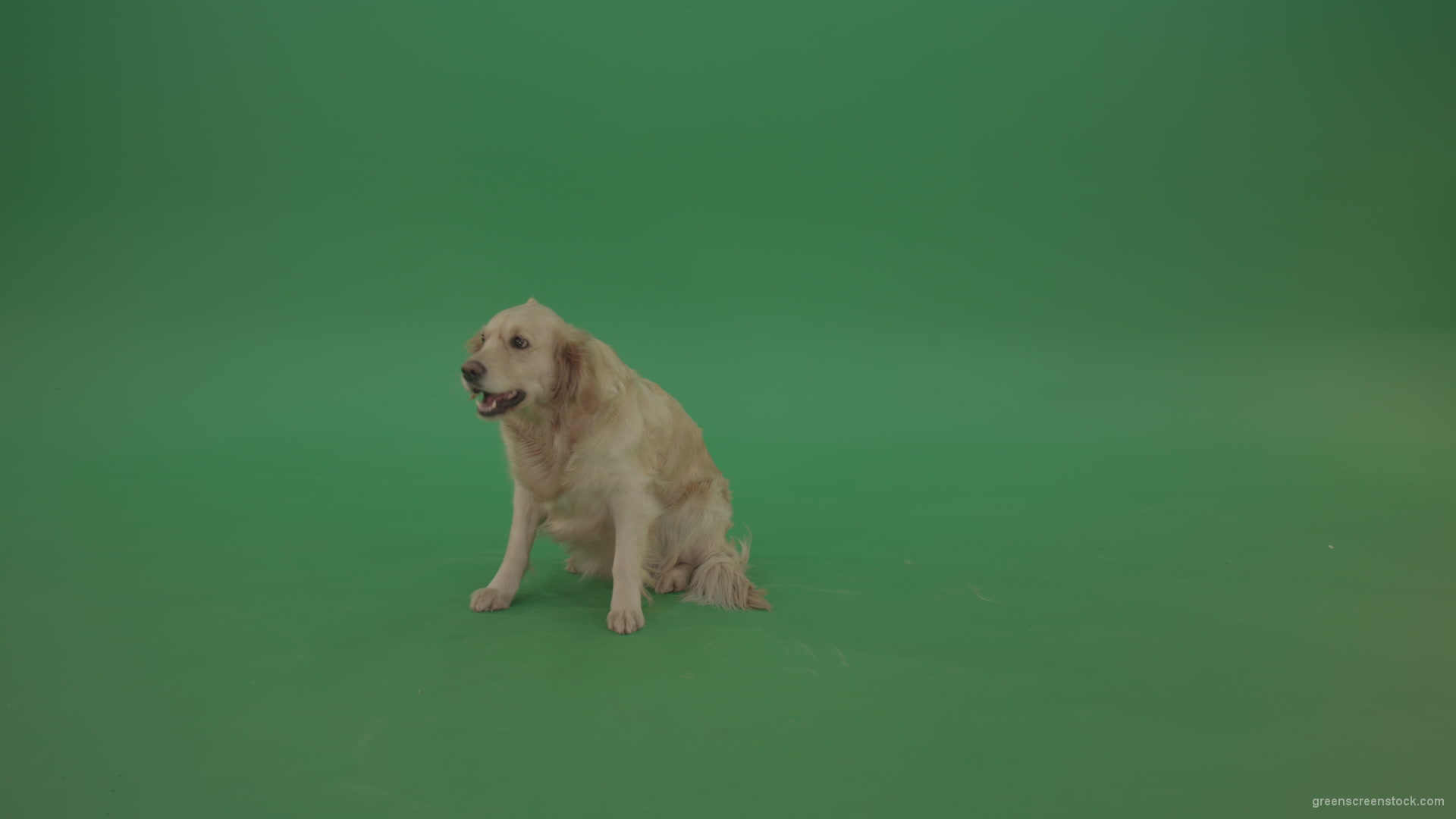 Golden-Retriever-Gun-Dog-sittin-and-eat-isolated-on-green-screen-4K-video-footage_008 Green Screen Stock