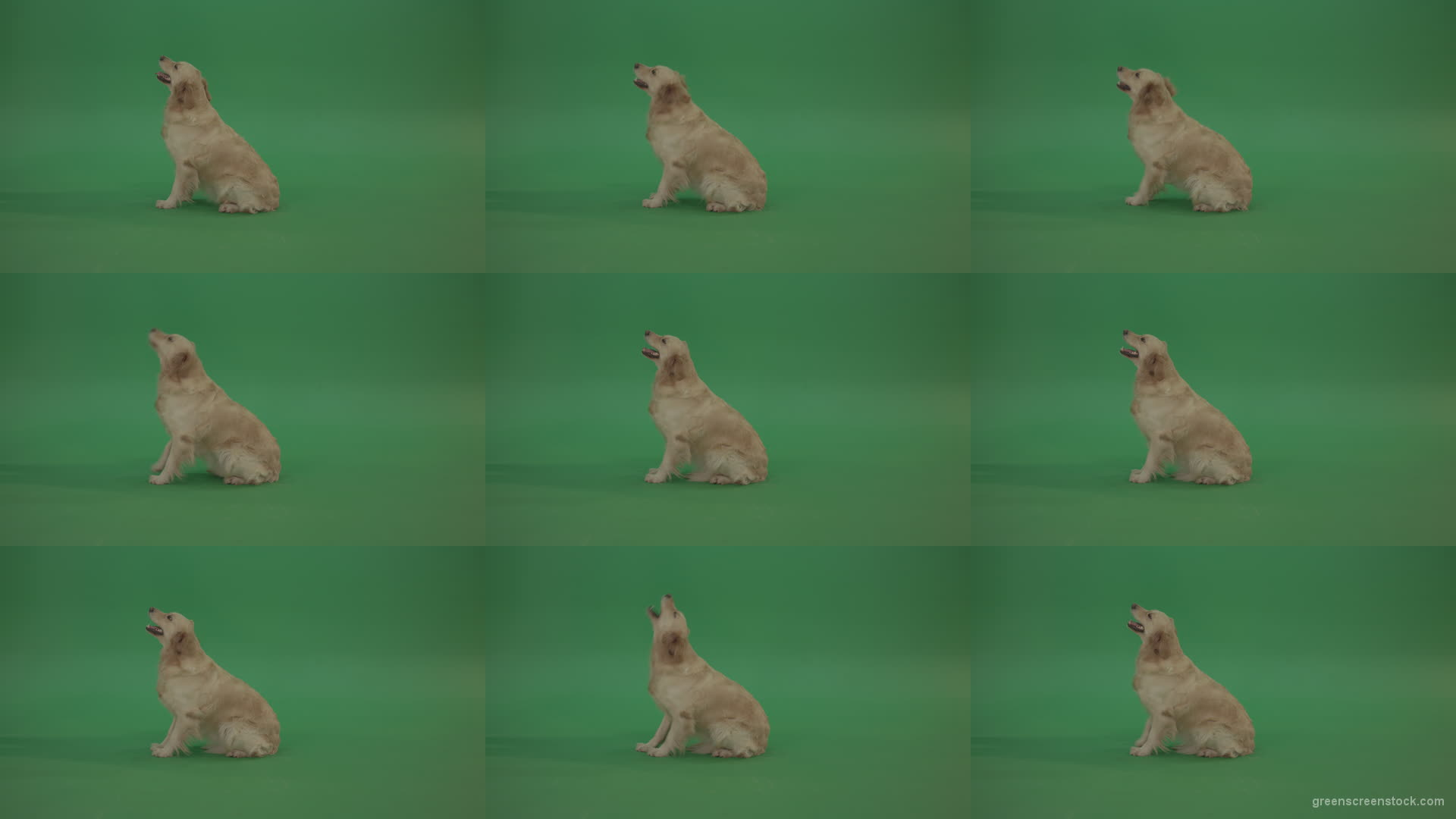 Golden-Retriever-green-screen-dog-in-side-view-barking-isolated-on-chromakey-green-background Green Screen Stock