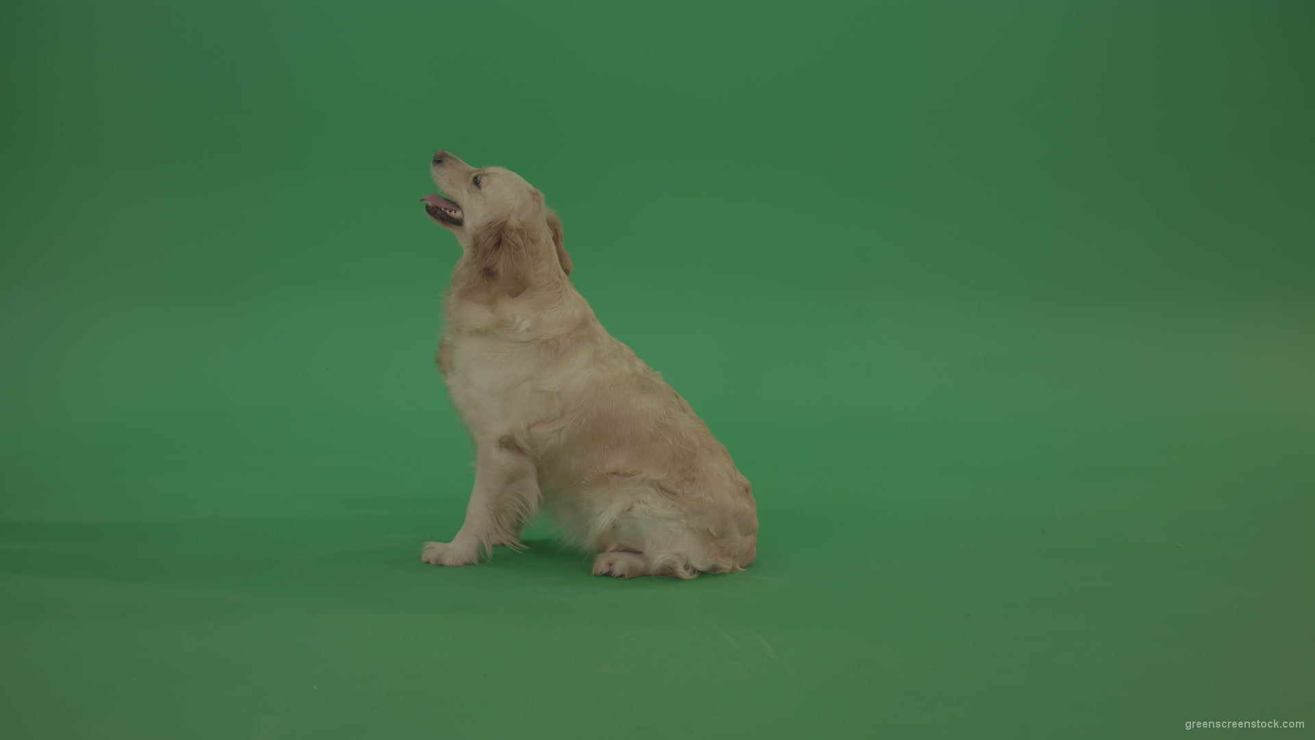 Golden-Retriever-green-screen-dog-in-side-view-barking-isolated-on-chromakey-green-background_001 Green Screen Stock