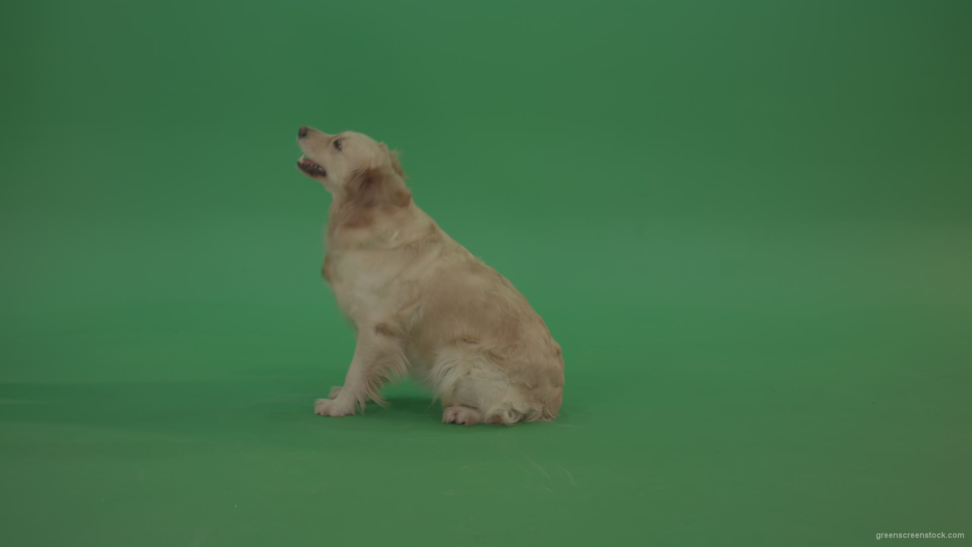 Golden-Retriever-green-screen-dog-in-side-view-barking-isolated-on-chromakey-green-background_002 Green Screen Stock