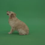 vj video background Golden-Retriever-green-screen-dog-in-side-view-barking-isolated-on-chromakey-green-background_003