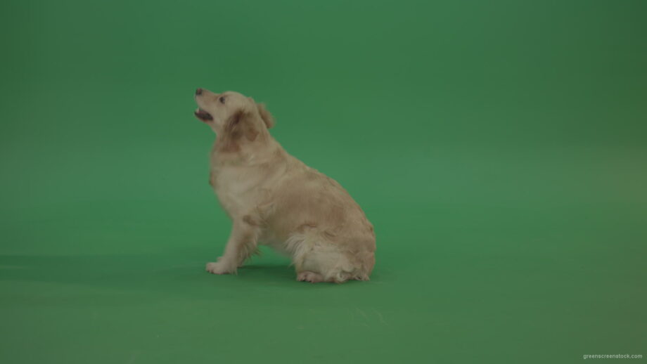 vj video background Golden-Retriever-green-screen-dog-in-side-view-barking-isolated-on-chromakey-green-background_003