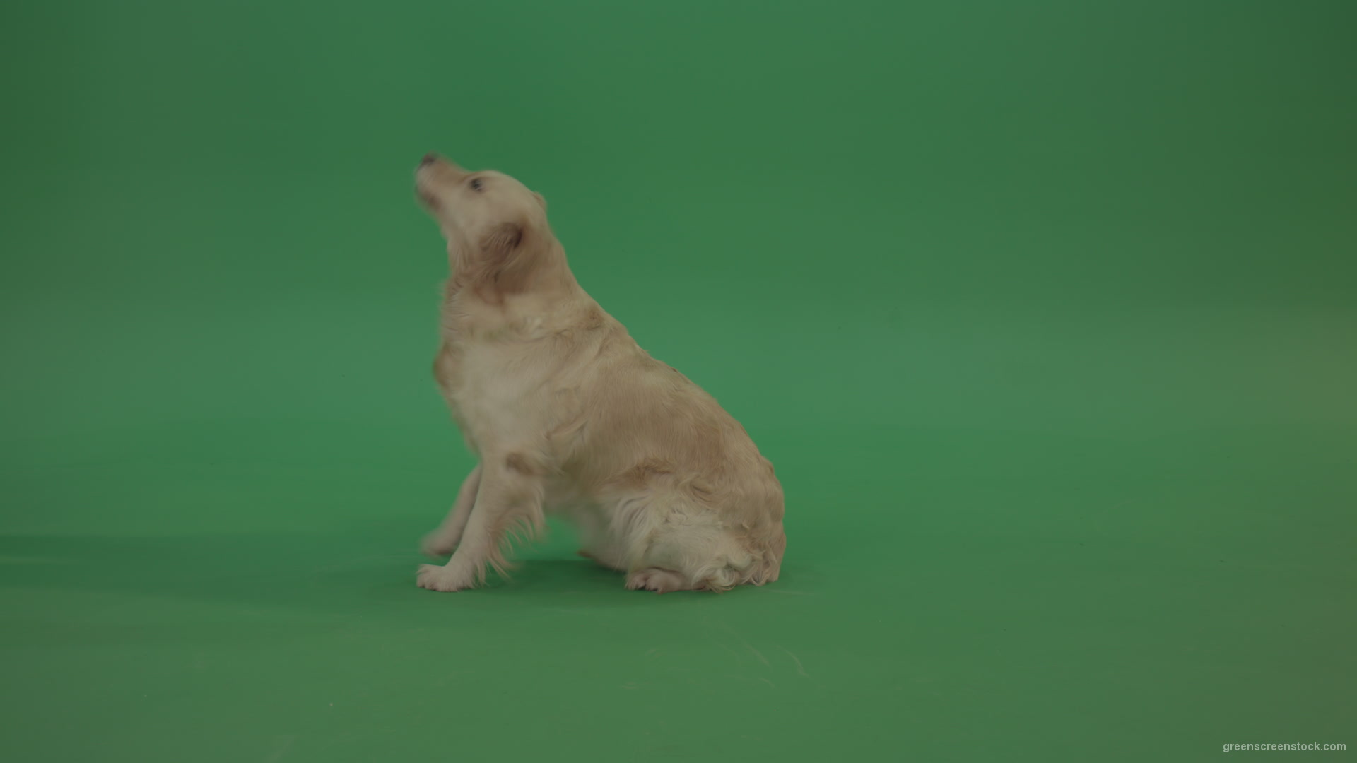 Golden-Retriever-green-screen-dog-in-side-view-barking-isolated-on-chromakey-green-background_004 Green Screen Stock