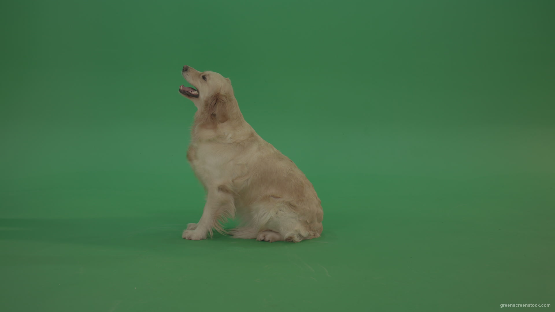 Golden Retriever Green Screen Dog In Side View Barking Isolated 4k Green Screen Video Footage Green Screen Stock