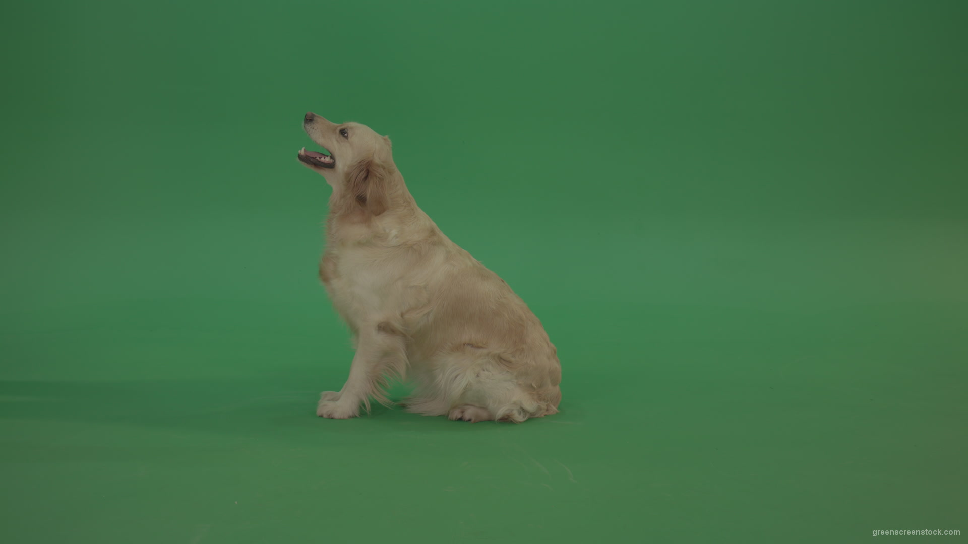 Golden-Retriever-green-screen-dog-in-side-view-barking-isolated-on-chromakey-green-background_006 Green Screen Stock