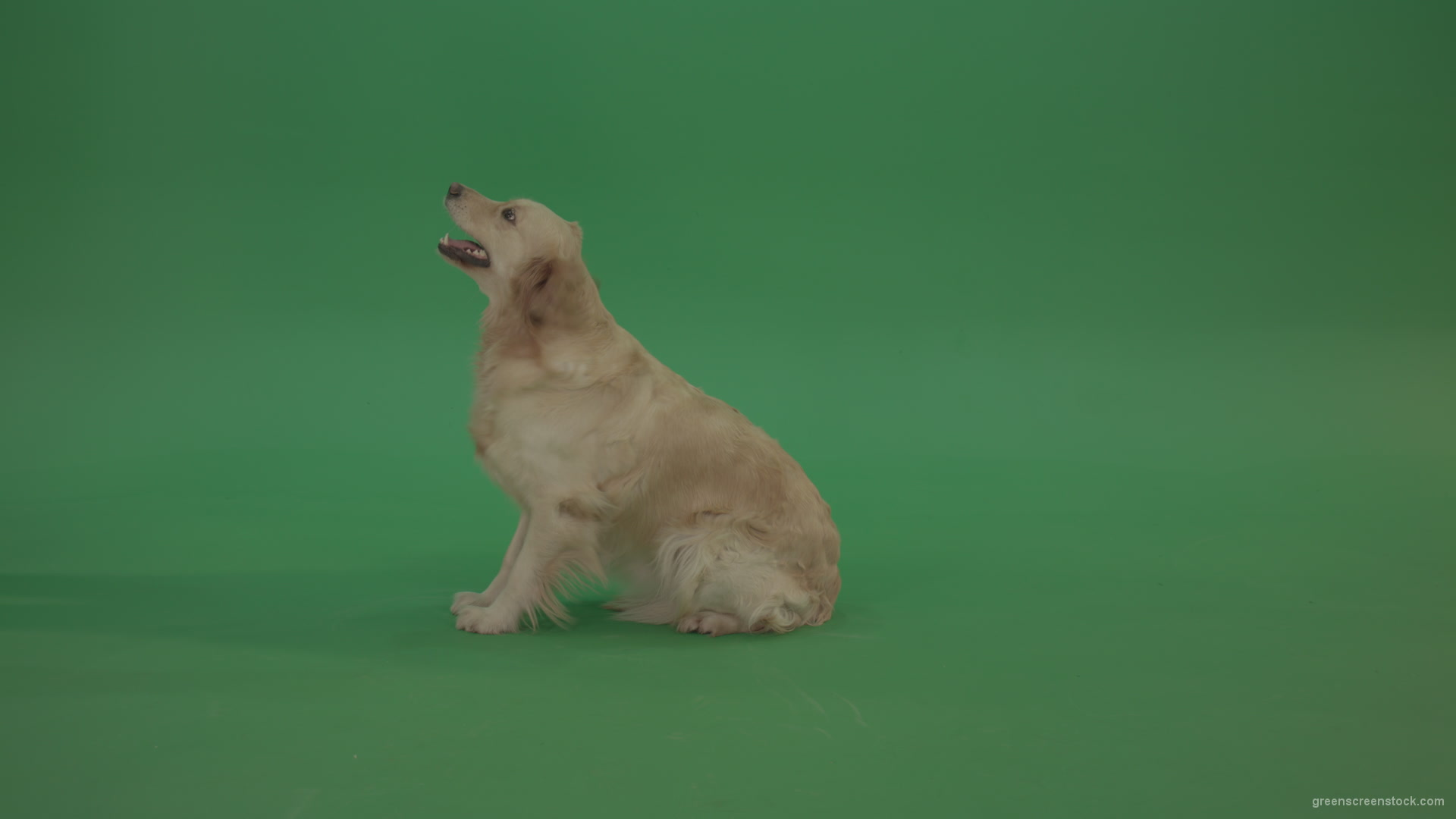 Golden-Retriever-green-screen-dog-in-side-view-barking-isolated-on-chromakey-green-background_007 Green Screen Stock