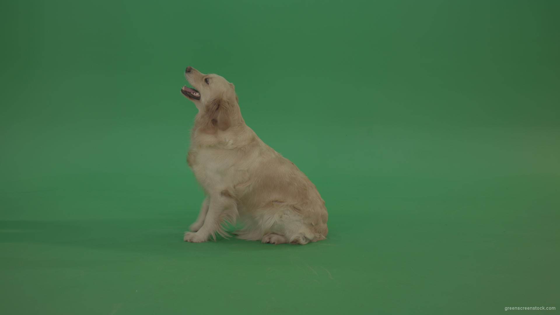 Golden-Retriever-green-screen-dog-in-side-view-barking-isolated-on-chromakey-green-background_009 Green Screen Stock