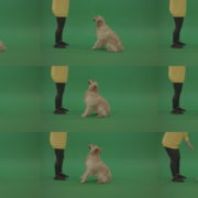 Golden-Retriever-hunter-Bird-Dog-sit-and-barking-to-owner-isolated-on-green-screen-4K-video-footage Green Screen Stock