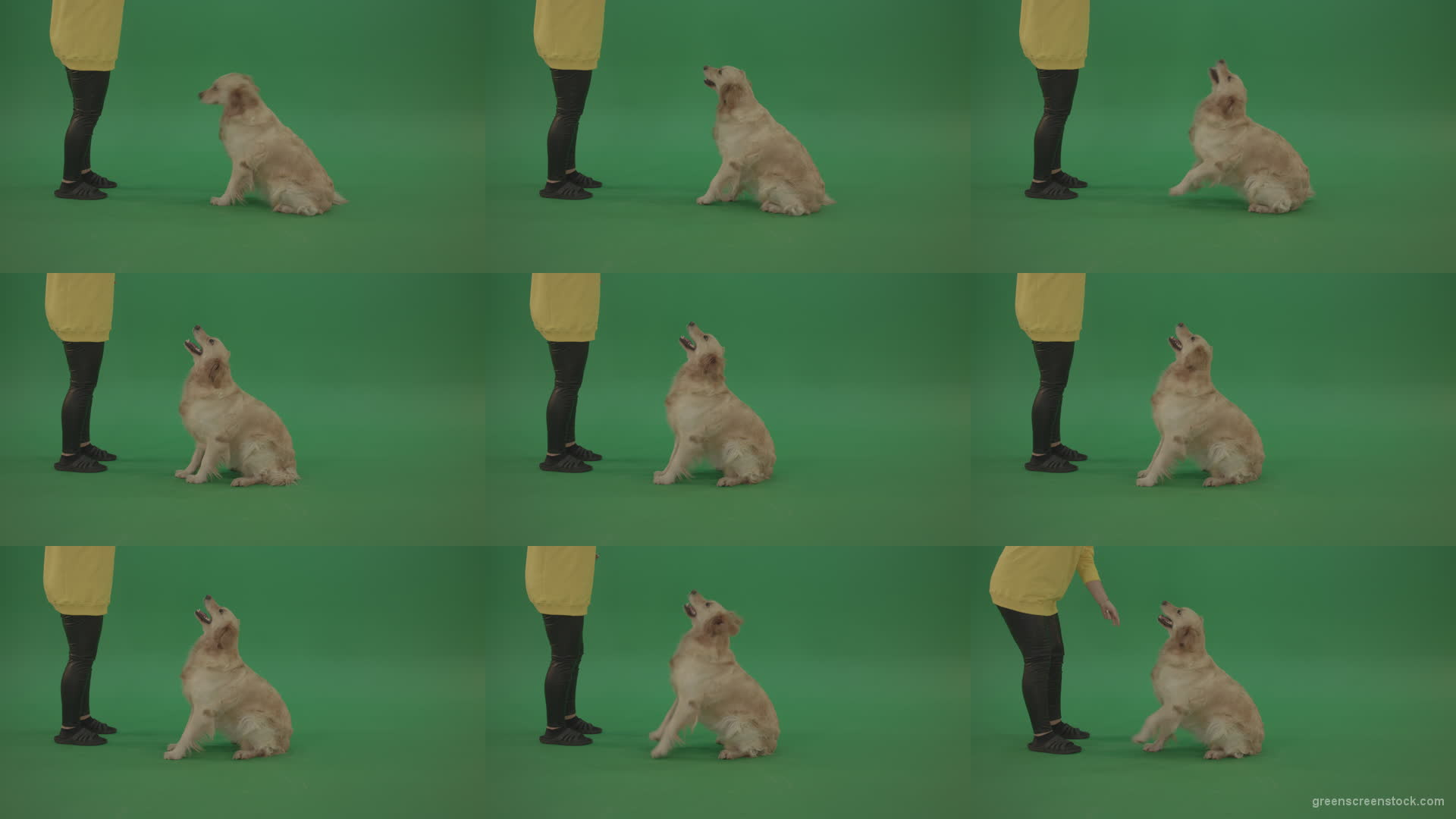 Golden-Retriever-hunter-Bird-Dog-sit-and-barking-to-owner-isolated-on-green-screen-4K-video-footage Green Screen Stock