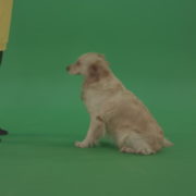 Golden-Retriever-hunter-Bird-Dog-sit-and-barking-to-owner-isolated-on-green-screen-4K-video-footage_001 Green Screen Stock
