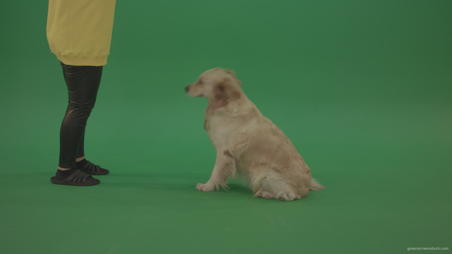 Golden-Retriever-hunter-Bird-Dog-sit-and-barking-to-owner-isolated-on-green-screen-4K-video-footage_001 Green Screen Stock