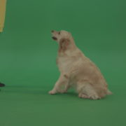 Golden-Retriever-hunter-Bird-Dog-sit-and-barking-to-owner-isolated-on-green-screen-4K-video-footage_002 Green Screen Stock