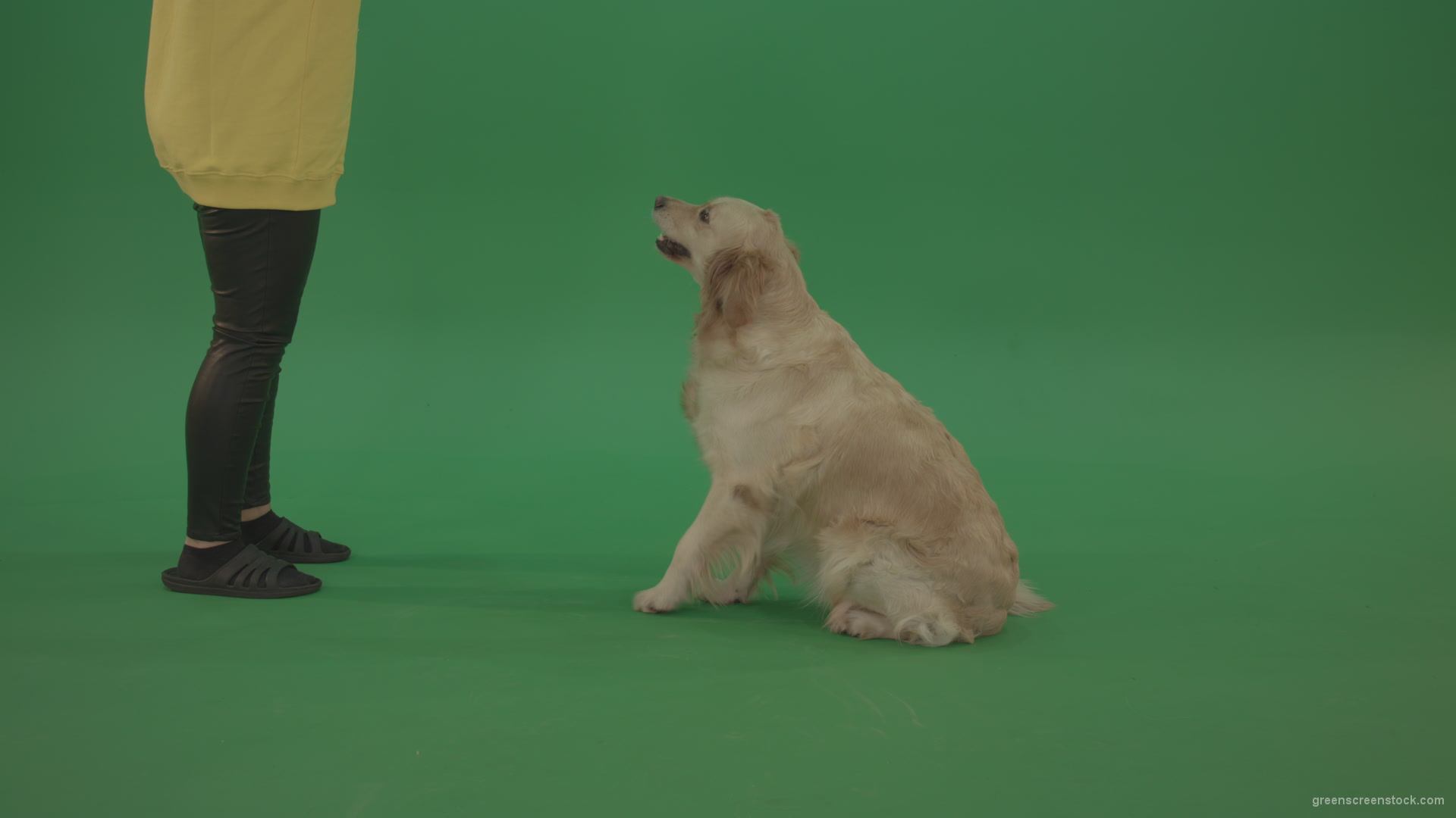 Golden-Retriever-hunter-Bird-Dog-sit-and-barking-to-owner-isolated-on-green-screen-4K-video-footage_002 Green Screen Stock
