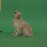 Golden-Retriever-hunter-Bird-Dog-sit-and-barking-to-owner-isolated-on-green-screen-4K-video-footage_004 Green Screen Stock