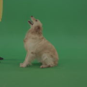 Golden-Retriever-hunter-Bird-Dog-sit-and-barking-to-owner-isolated-on-green-screen-4K-video-footage_005 Green Screen Stock
