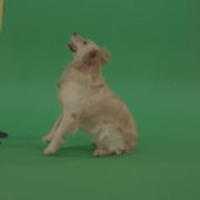 Golden-Retriever-hunter-Bird-Dog-sit-and-barking-to-owner-isolated-on-green-screen-4K-video-footage_008 Green Screen Stock