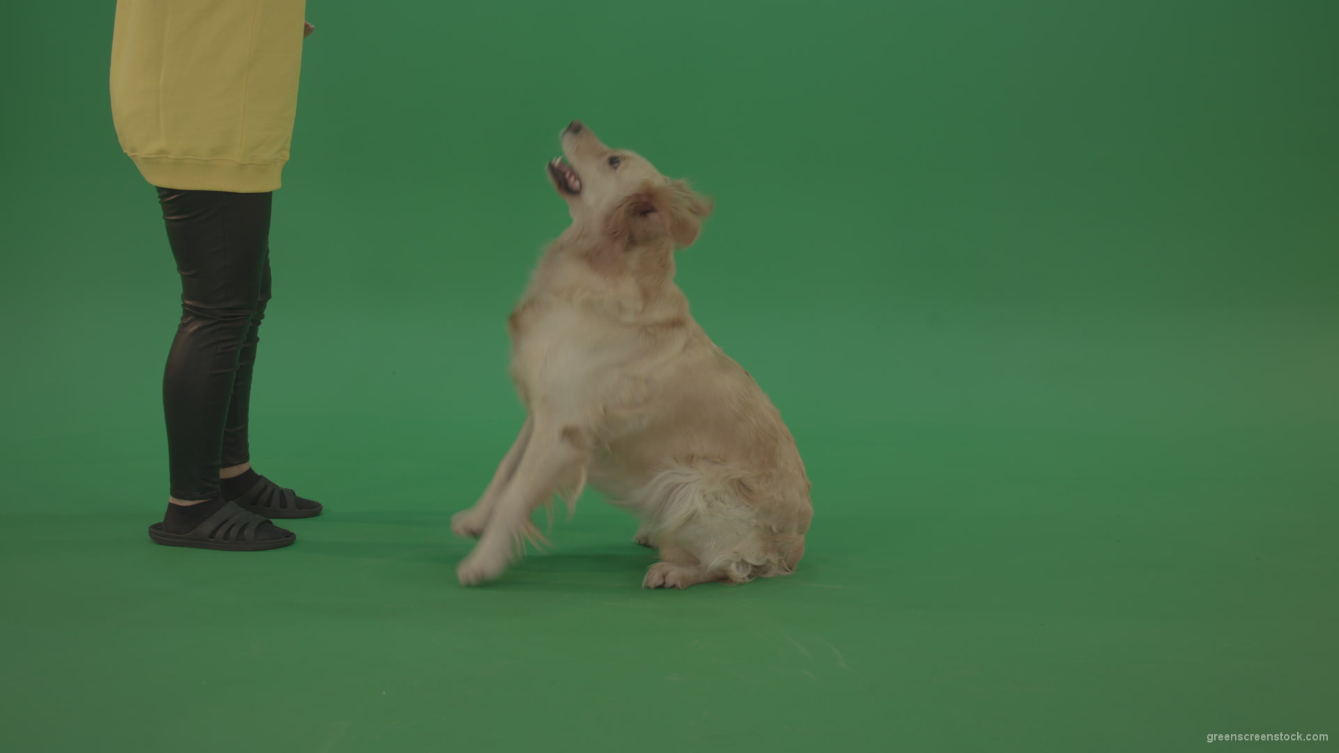 Golden-Retriever-hunter-Bird-Dog-sit-and-barking-to-owner-isolated-on-green-screen-4K-video-footage_008 Green Screen Stock