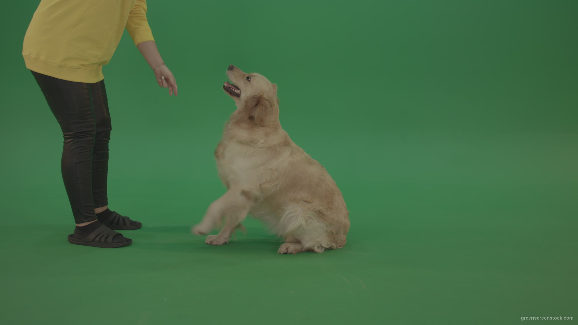 Golden-Retriever-hunter-Bird-Dog-sit-and-barking-to-owner-isolated-on-green-screen-4K-video-footage_009 Green Screen Stock