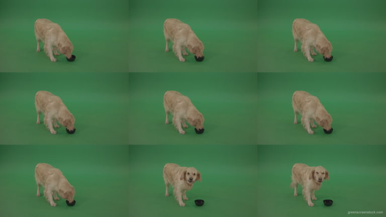 Golden-Retriever-hunter-Dog-drinking-water-isolated-on-green-screen-4K-video-footage Green Screen Stock