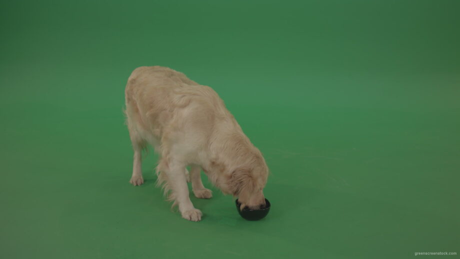 vj video background Golden-Retriever-hunter-Dog-drinking-water-isolated-on-green-screen-4K-video-footage_003