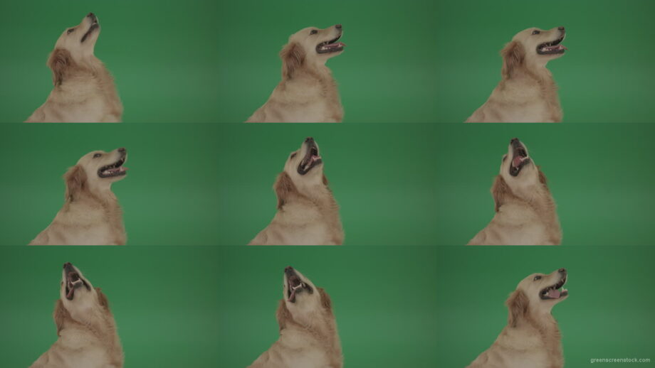 Golden-Retriever-hunter-Gun-Dog-Bird-Dog-macro-head-with-open-mouth-isolated-on-green-screen-4K-video-footage Green Screen Stock