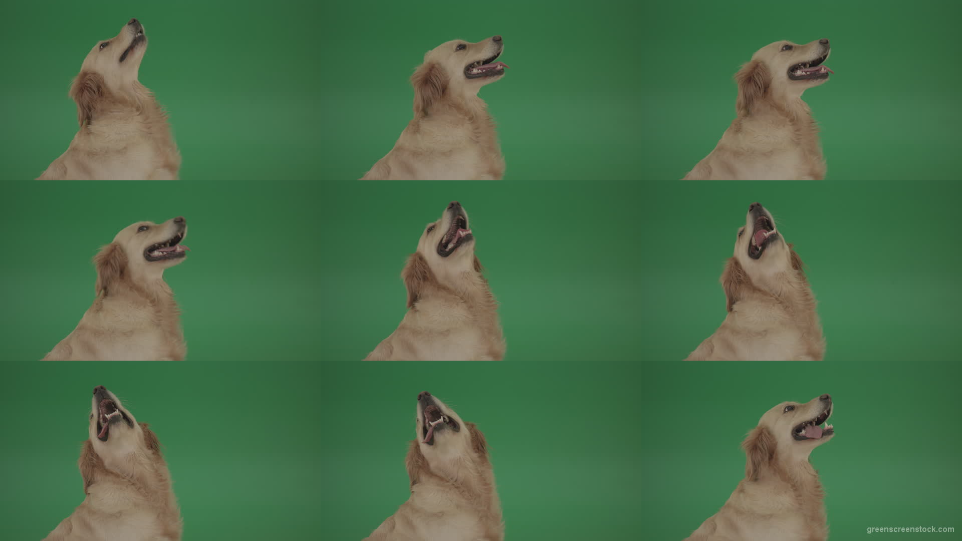 Golden-Retriever-hunter-Gun-Dog-Bird-Dog-macro-head-with-open-mouth-isolated-on-green-screen-4K-video-footage Green Screen Stock