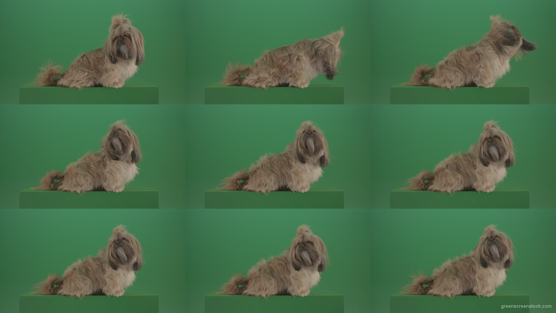 Greeen-Screen-Dog-Shih-Tzu-Small-puppy-in-winter-storm-isolated-on-green-screen Green Screen Stock