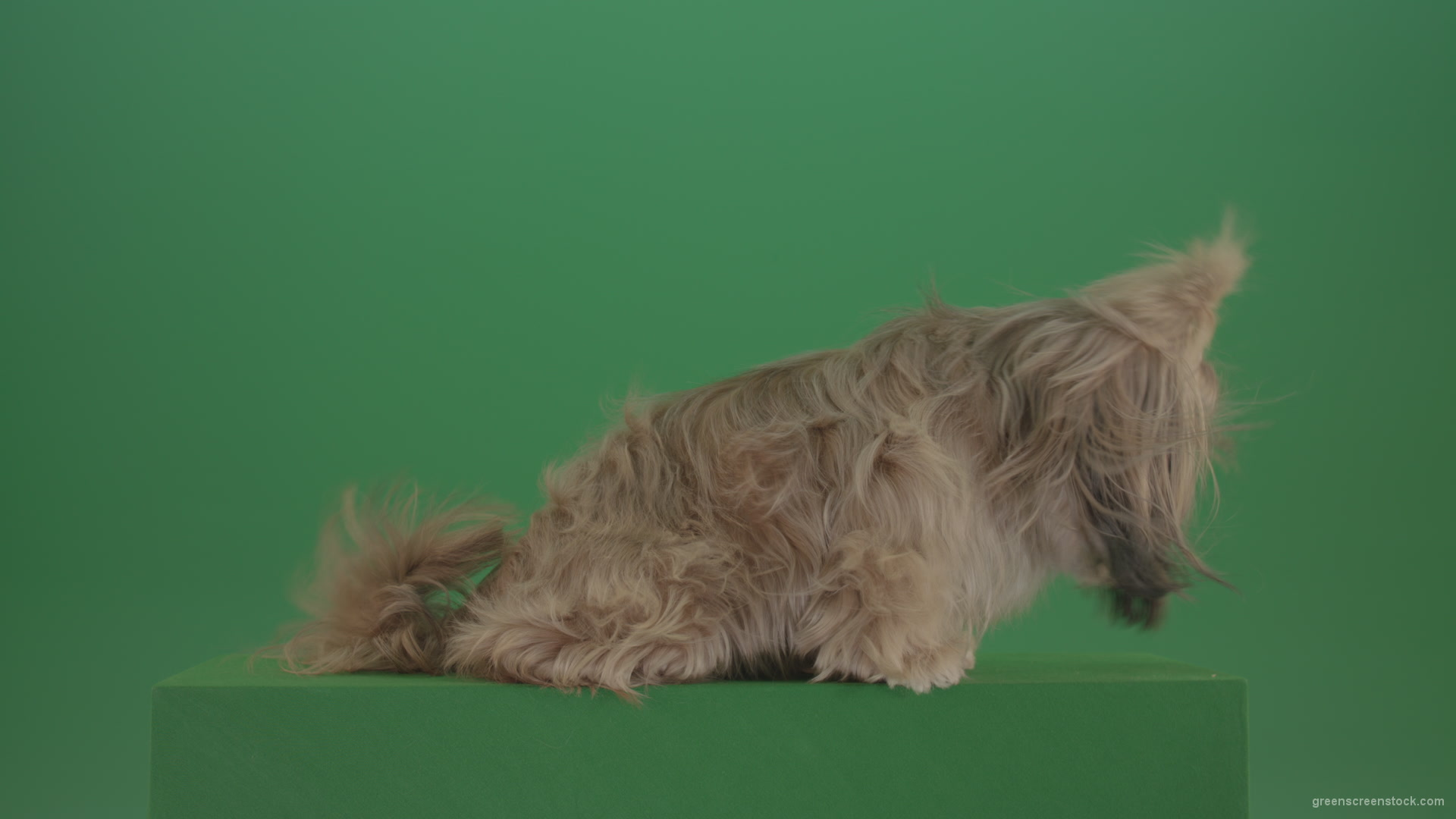 Greeen-Screen-Dog-Shih-Tzu-Small-puppy-in-winter-storm-isolated-on-green-screen_002 Green Screen Stock