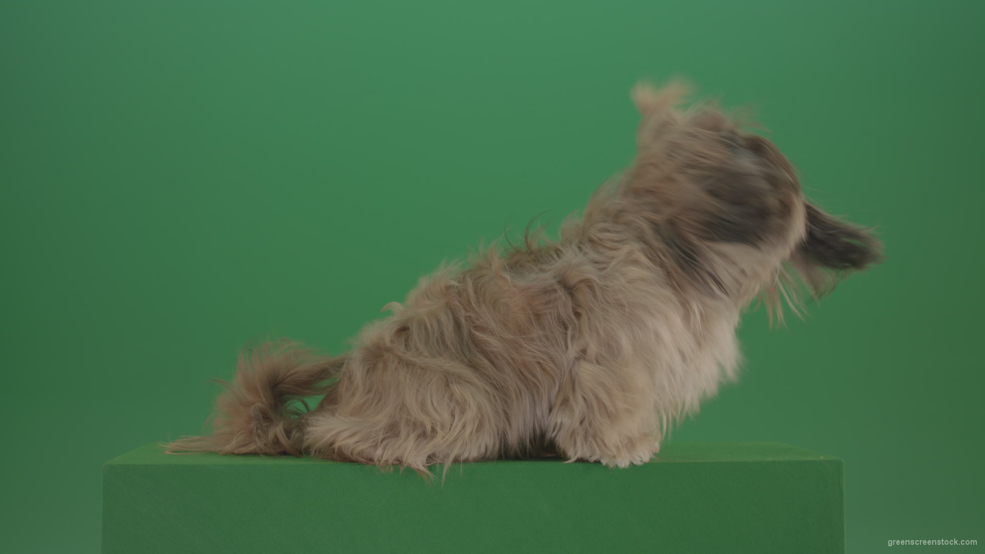 vj video background Greeen-Screen-Dog-Shih-Tzu-Small-puppy-in-winter-storm-isolated-on-green-screen_003