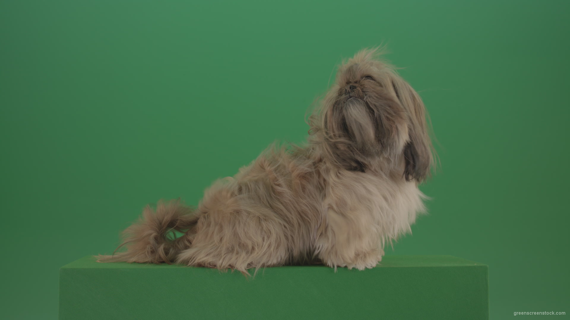Greeen-Screen-Dog-Shih-Tzu-Small-puppy-in-winter-storm-isolated-on-green-screen_004 Green Screen Stock