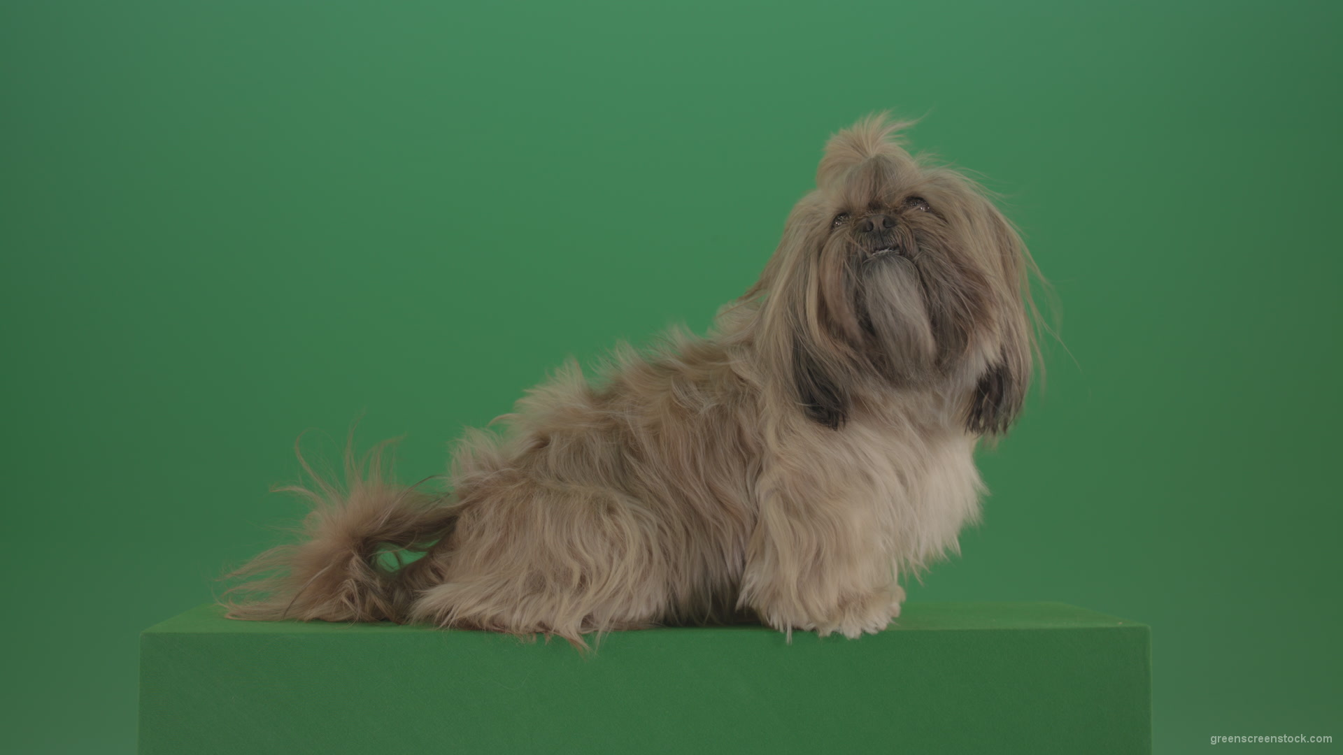 Greeen-Screen-Dog-Shih-Tzu-Small-puppy-in-winter-storm-isolated-on-green-screen_009 Green Screen Stock